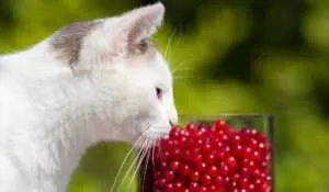 Cat Sniffing Currants