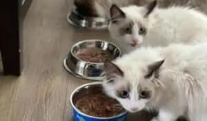 Cats Feeding