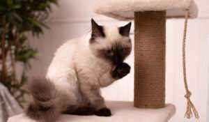 Siamese Cat with Scratching Post