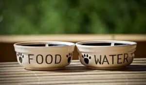 Cat Food and Water Bowls