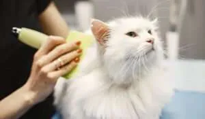 Cat Being Brushed