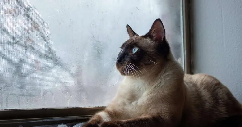 Siamese Cat on Windowsill