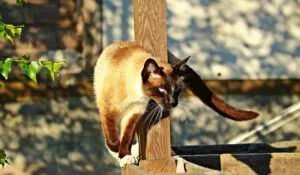 Siamese Cat Exploring