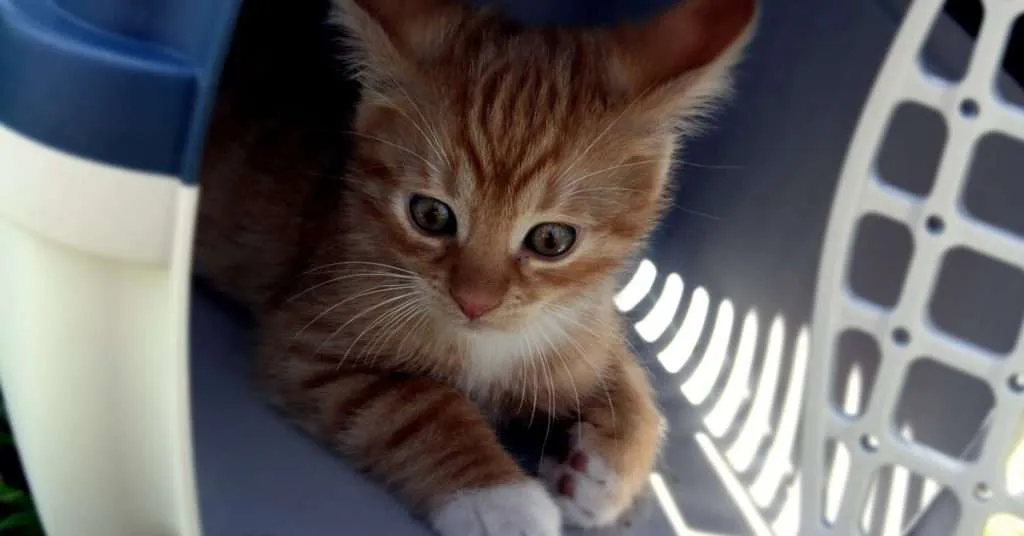 Kitten in Travel Box