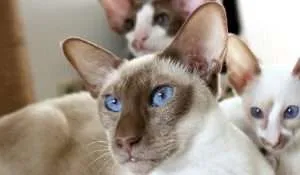 Siamese Cat with Friends