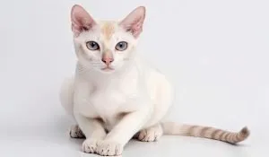 Colorpoint Shorhair Cat