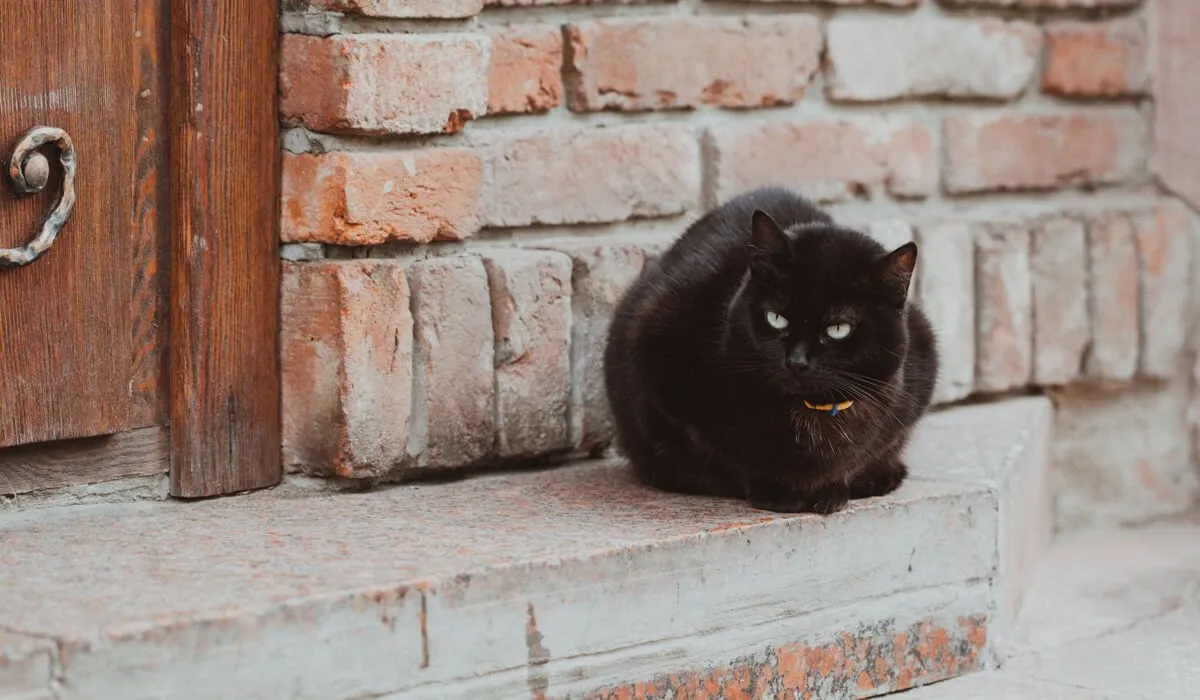 Cat on doorstep