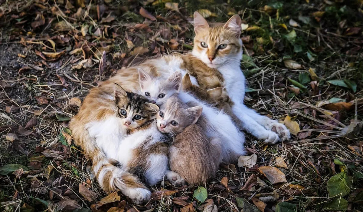 Mother Cat with Kittens
