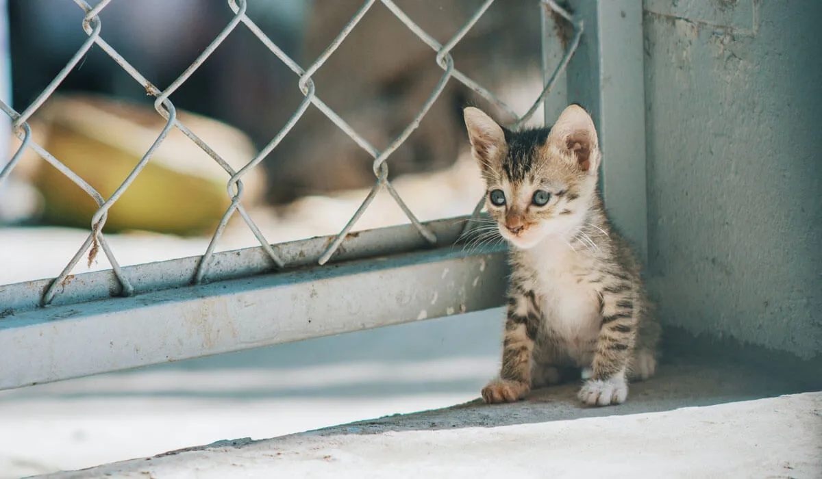 Kitten in Yard